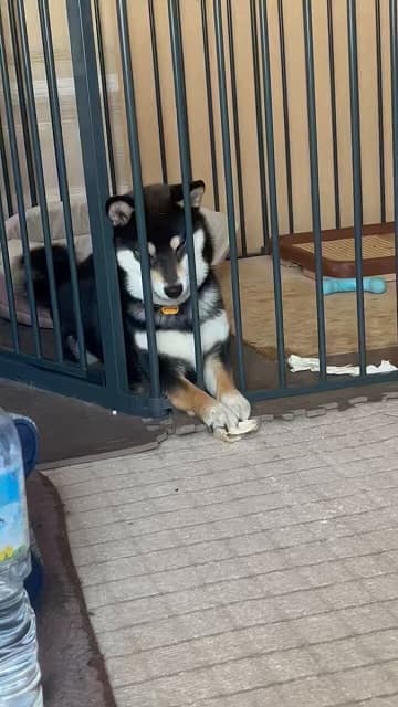 「ほんと情けなくて好きなので…」ご当地VTuberが投稿した愛犬の動画がオモシロ可愛いと話題に！