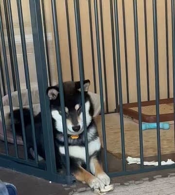 「ほんと情けなくて好きなので…」ご当地VTuberが投稿した愛犬の動画がオモシロ可愛いと話題に！