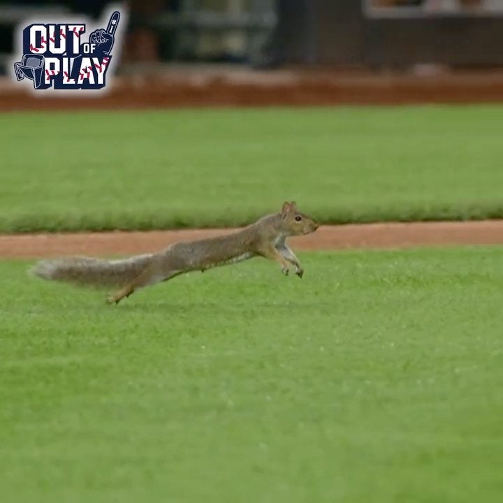 「ヤンキーススタジアムに〇〇が乱入！？」その身体能力はメジャーリーガー並みと話題