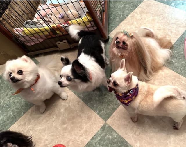 デヴィ夫人　愛犬たちの日常を公開で『いいね！』多数