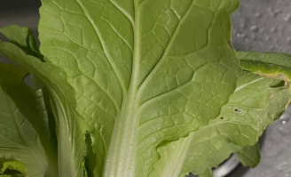 「家庭菜園もセンスあり!?」アンガ田中、ベランダ収穫のミニ白菜にファン驚き