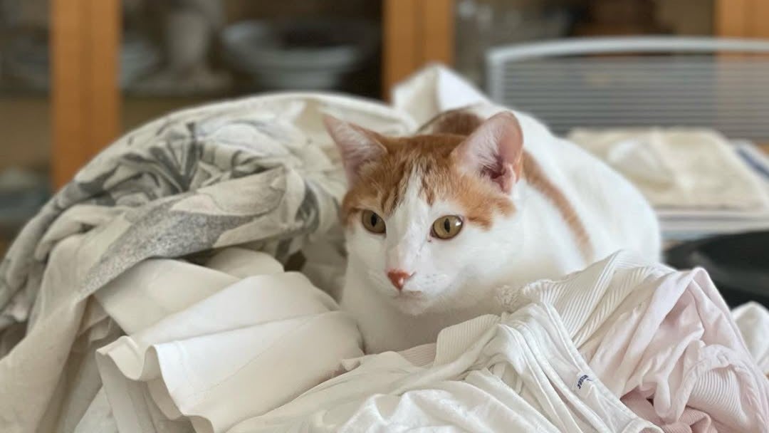 洗い立ての洗濯物にすり寄る“モフモフの相棒”に癒される人続出