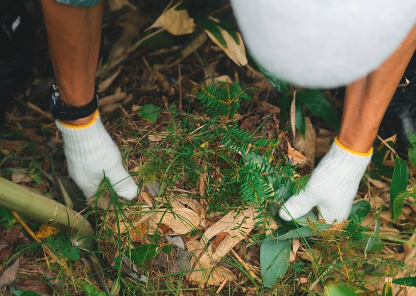 自然と共生！高梨沙羅が蔵王で挑んだ植樹活動の意義とは