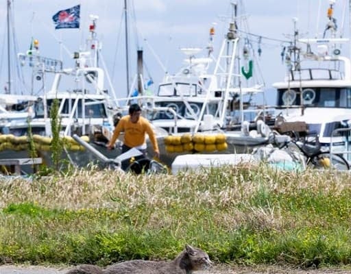 「これでジュラシックパーク撮影して」猫写真家が投稿した恐竜のような猫の姿に反響