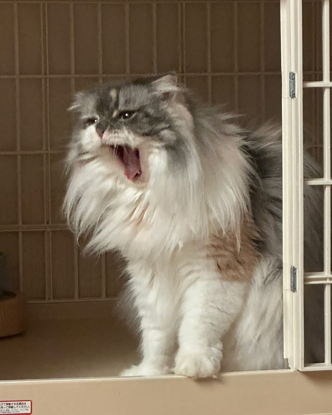 中川剛、愛猫の豪快な大あくびを披露「ライオンみたい」と話題に