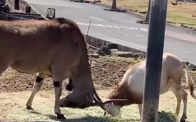 どっちが勝つ？「エランドとシロオリックス」　角突き合わせガチンコ対決の結末