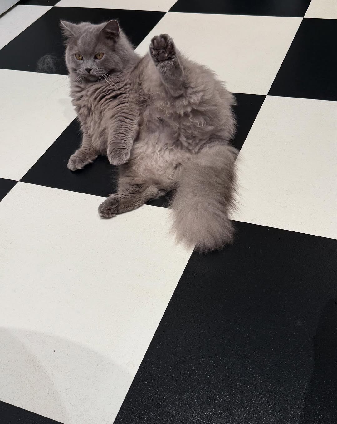 くねくねポーズに癒される！愛猫の可愛すぎる姿を公開し話題に