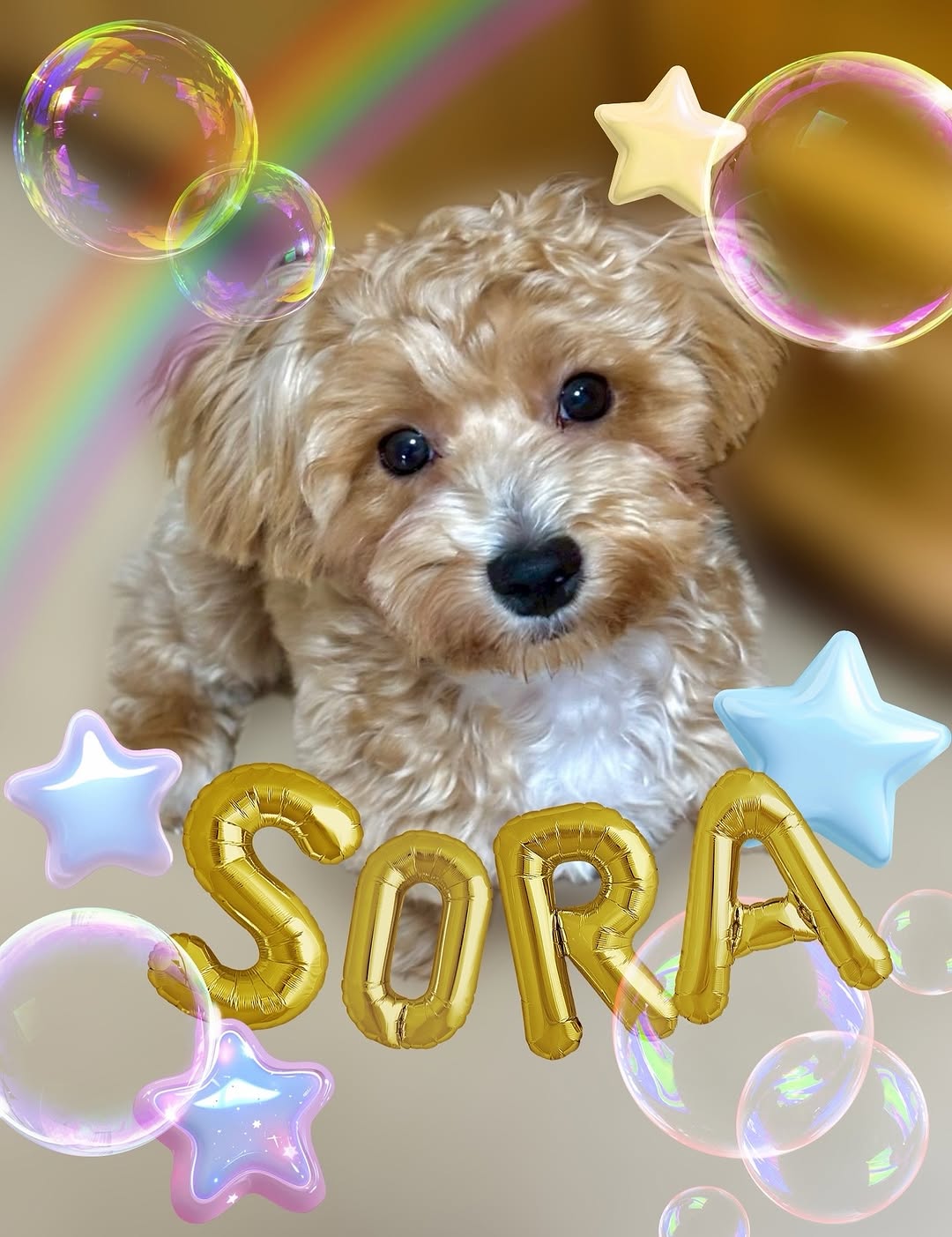 日テレ渡邉結衣アナ、新たに家族に迎えたマルプーを公開「可愛すぎる」と話題に