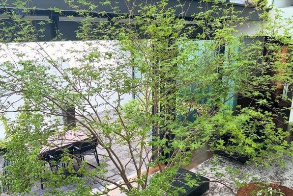 滝沢眞規子、緑に包まれた上質な日常。ドウダンの成長と愛犬うーちゃんのサラダバーが彩る癒しと美意識の共存空間