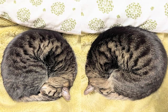 怪談師・夜馬裕の愛猫の”シンメトリーすぎる”寝姿を公開！