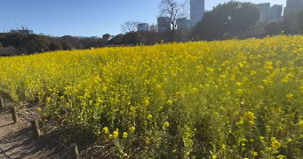 「春をお福わけ！」南原清隆、都会の菜の花畑で癒しのひととき