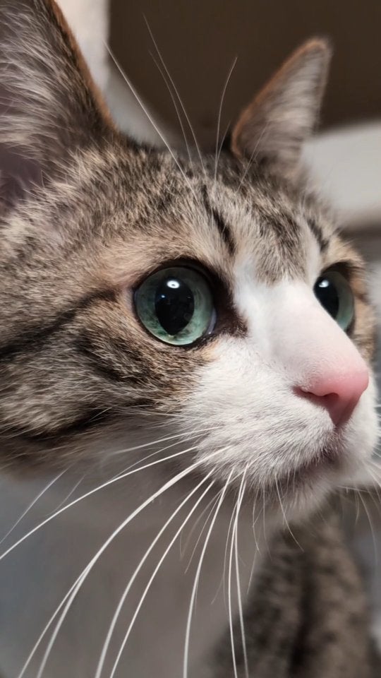 Suzume Cat、最新動画にファン悶絶　「キラキラおめめに吸い込まれそう」と話題に