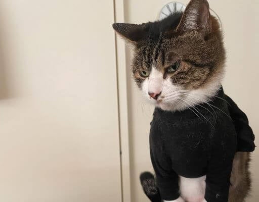 石田ゆり子さんの愛猫たびちゃん、黒セーターでシックな装い。オシャレすぎる！