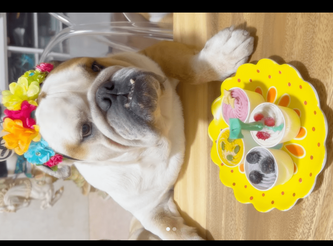 北斗晶、愛犬の誕生日を祝うほっこり投稿「ずーっと側にいてね」