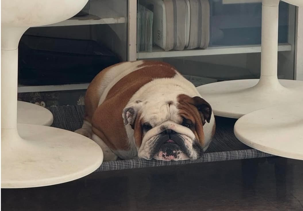 「何から隠れて逃げているのか！？」北斗晶、愛犬たちの