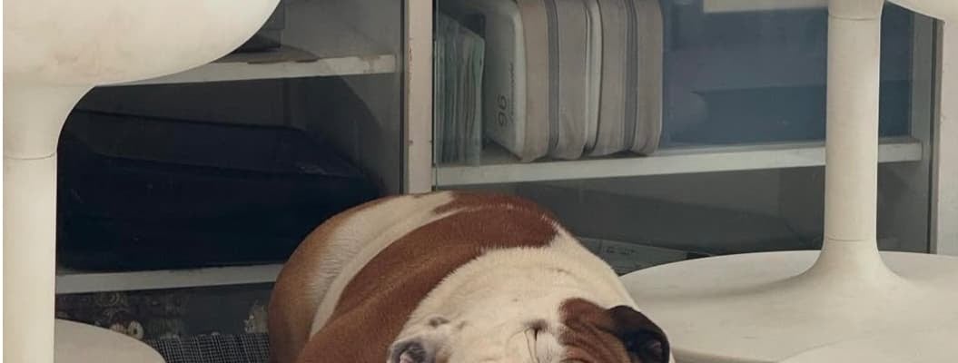 「何から隠れて逃げているのか！？」北斗晶、愛犬たちの