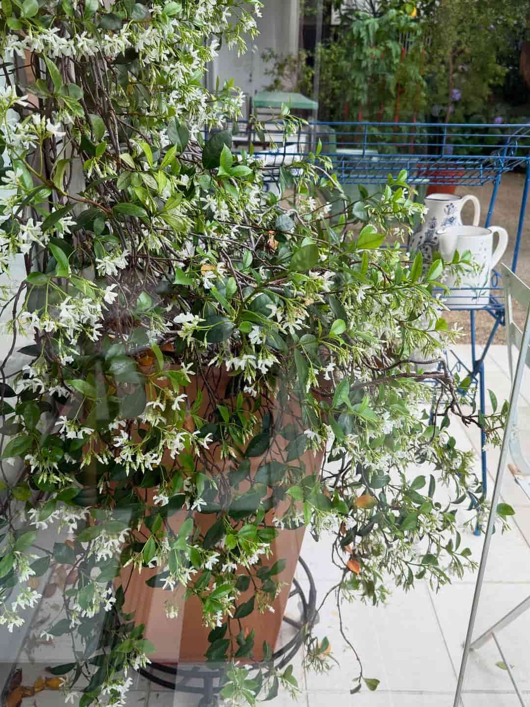 「香りまで伝わってきそう」栗原はるみ、天井まで育ったジャスミンを公開し話題に