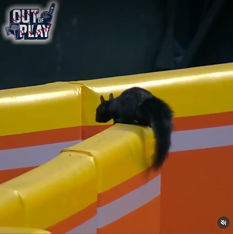 デトロイト・タイガースの本拠地にまさかの〇〇侵入！驚異の運動能力をメジャーの舞台で見せつける