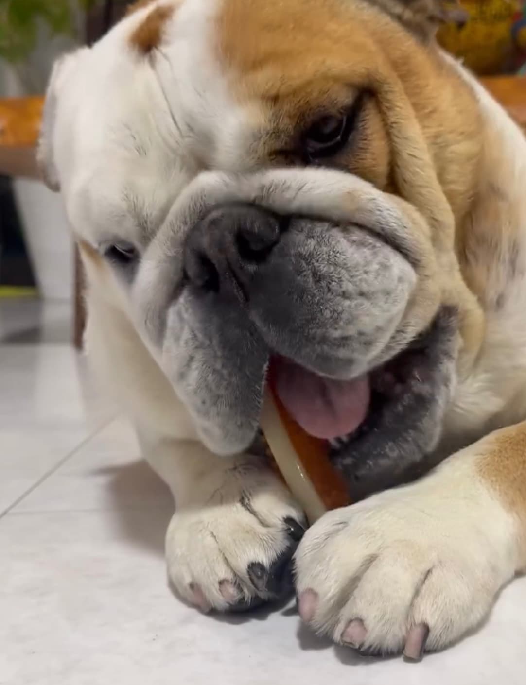 北斗晶、愛犬・梅ちゃんの可愛いすぎる動画にファンほっこり！