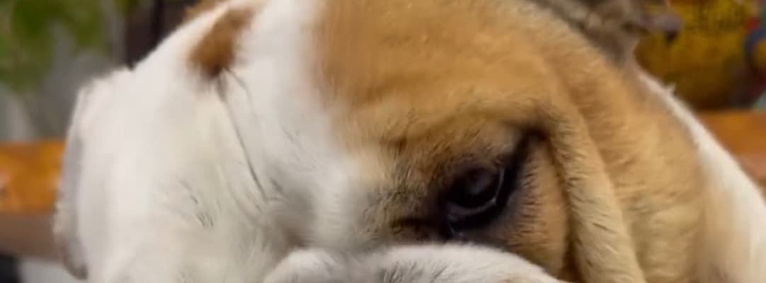 北斗晶、愛犬・梅ちゃんの可愛いすぎる動画にファンほっこり！