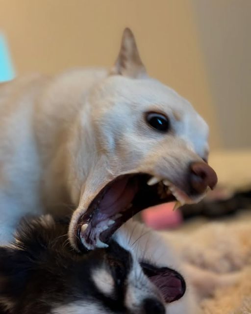 「仲は良いはずです…」かまいたち山内健司、愛犬むぎちゃんが牙を剥いた相手とは…！？