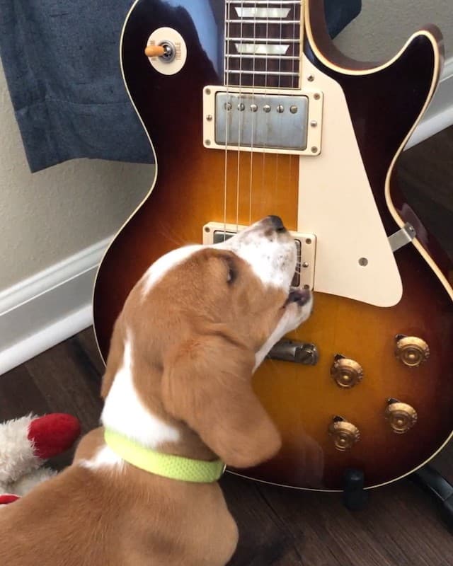 Gibsonが突如投稿した犬とギター🐶🎸その理由は…？