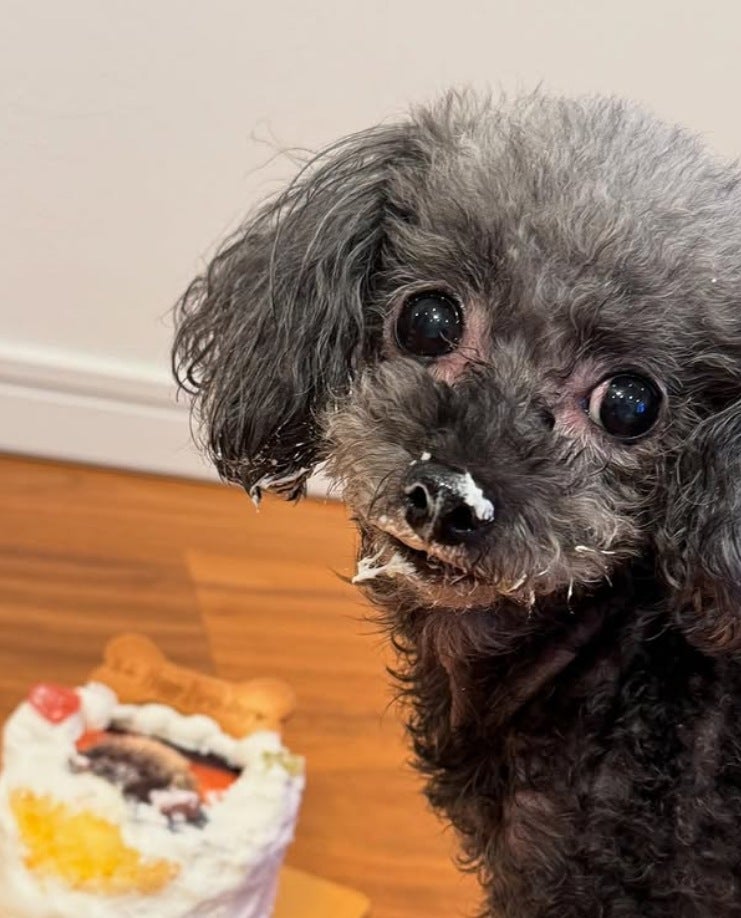 大倉士門、愛犬ルルの誕生日を笑顔で祝福「まだまだ一緒にたくさん散歩しようね」