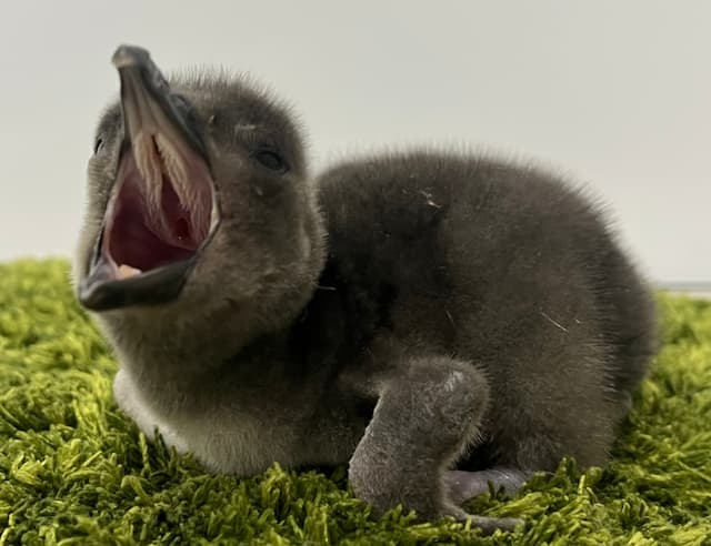 「あられ」と「つづみ」誕生！すみだ水族館にマゼランペンギンの赤ちゃんが仲間入り