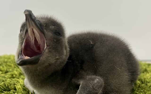 「あられ」と「つづみ」誕生！すみだ水族館にマゼランペンギンの赤ちゃんが仲間入り