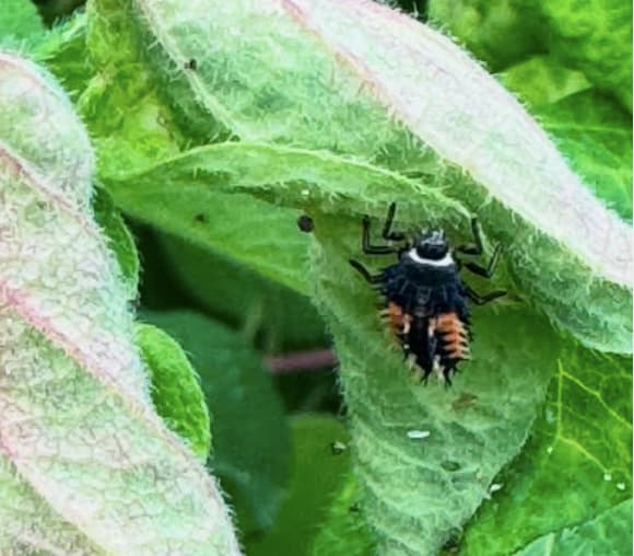 中谷美紀、てんとう虫の幼虫ショットを披露。自然の循環を噛み締める
