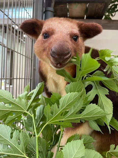カンガルーが〇〇のおいしい季節をお知らせ！可愛い”もぐもぐ”ショットに反響