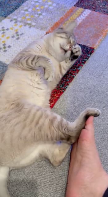 「一生幸せでいてくれ〜」やす子の公開した動画にファンからコメント殺到！