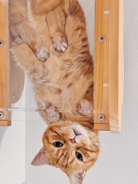 「肉球がたまりません」大人気声優の愛猫写真にファン悶絶…！