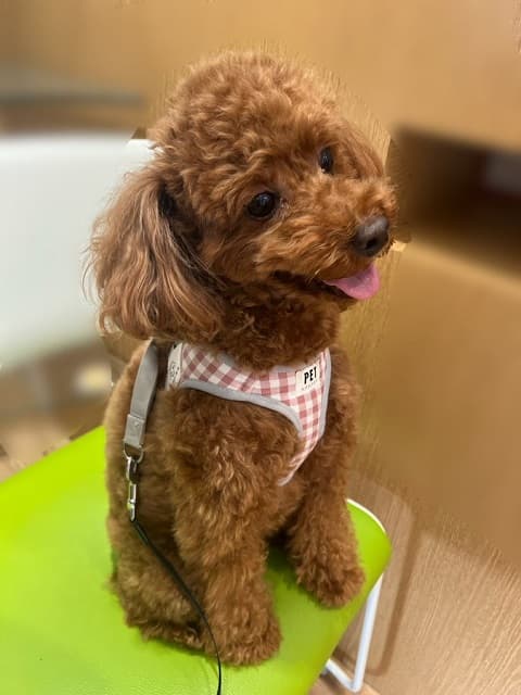 「いい子にできたけど…」桃月なしこがイッヌの可愛らしくも悲しい事実を投稿