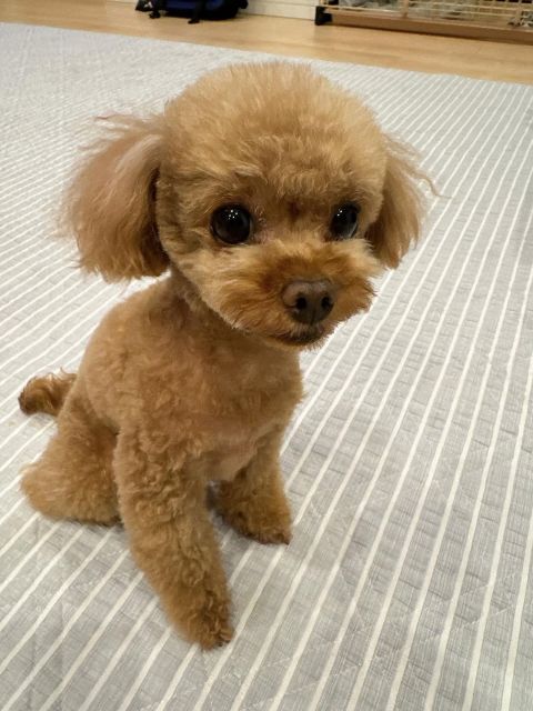 「久々のリリーちゃん」吉田沙保里の愛犬にファンメロメロ！「可愛すぎる」と話題に！