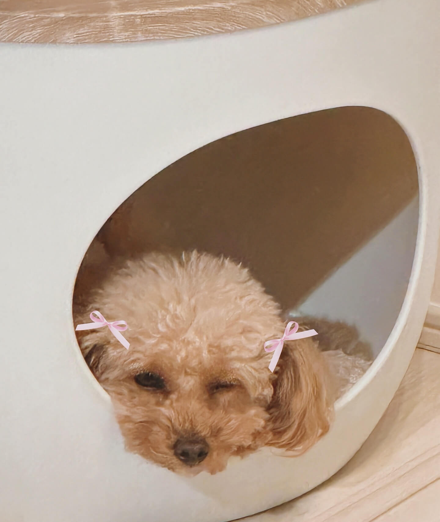 プロフィギュアスケーターの本田真凜が愛犬ロロちゃんの写真を公開！