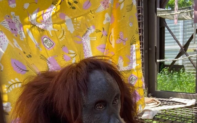 賢すぎ！市川市動植物園のオランウータン、自分で日陰を作る姿が話題