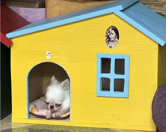 デヴィ夫人　夏休みの癒し時間　ワンちゃんたちとのほのぼのエピソード