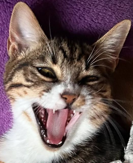 「ほんましゃーない奴らやな」カメレオン女優・キムラ緑子が大激怒！ペットのネコちゃんも怒りの表情⁉