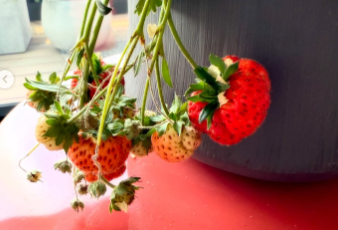 「可愛すぎて食べられない？」小川菜摘、室内で育てた真っ赤な“いちご”に感激