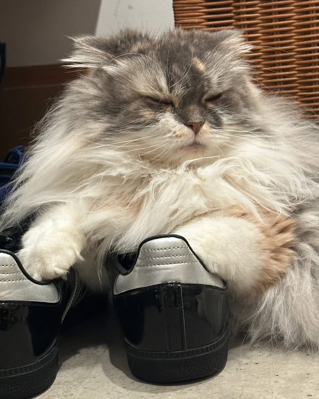 「お出かけなんで許さニャい」中川剛、愛猫の靴を占領する姿が話題に