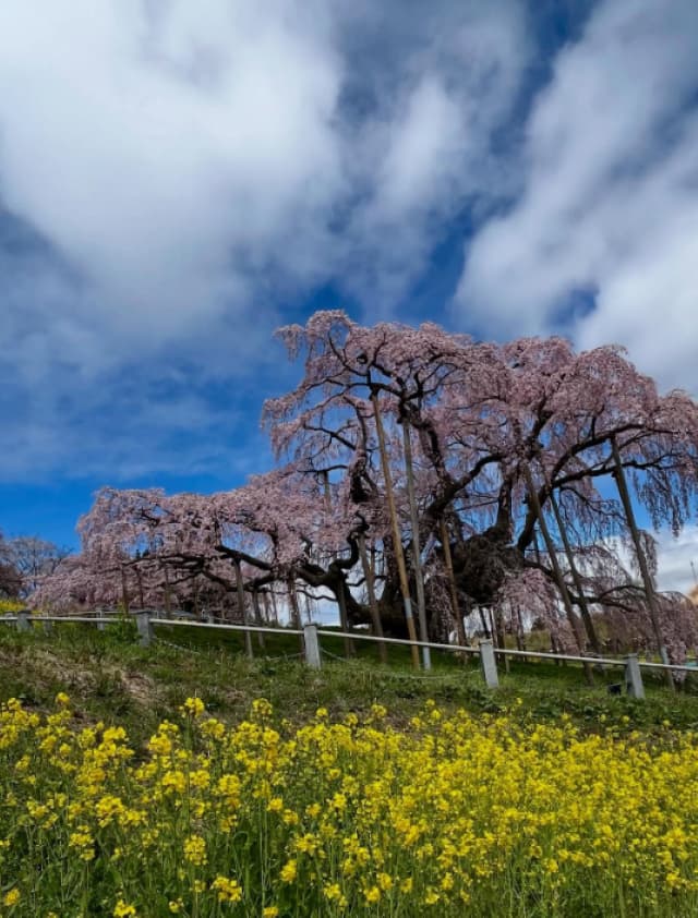 ゴスペラーズ・村上てつやが福島へ！三春の滝桜を楽しむ