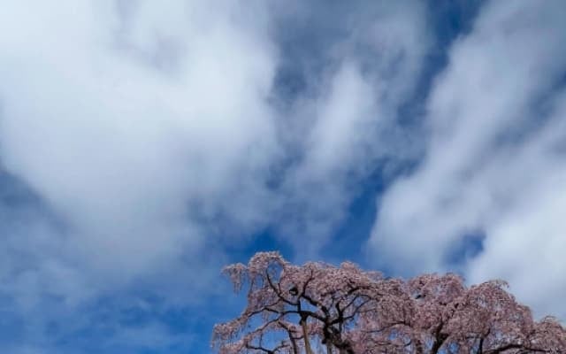 ゴスペラーズ・村上てつやが福島へ！三春の滝桜を楽しむ