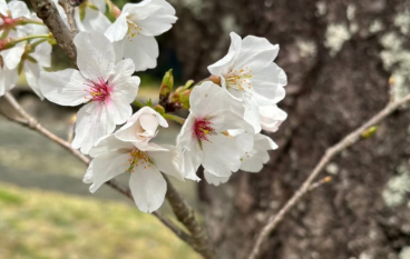「懐かしか〜💕」島津亜矢、ふるさとの桜ショットに“春の想い”が満開！
