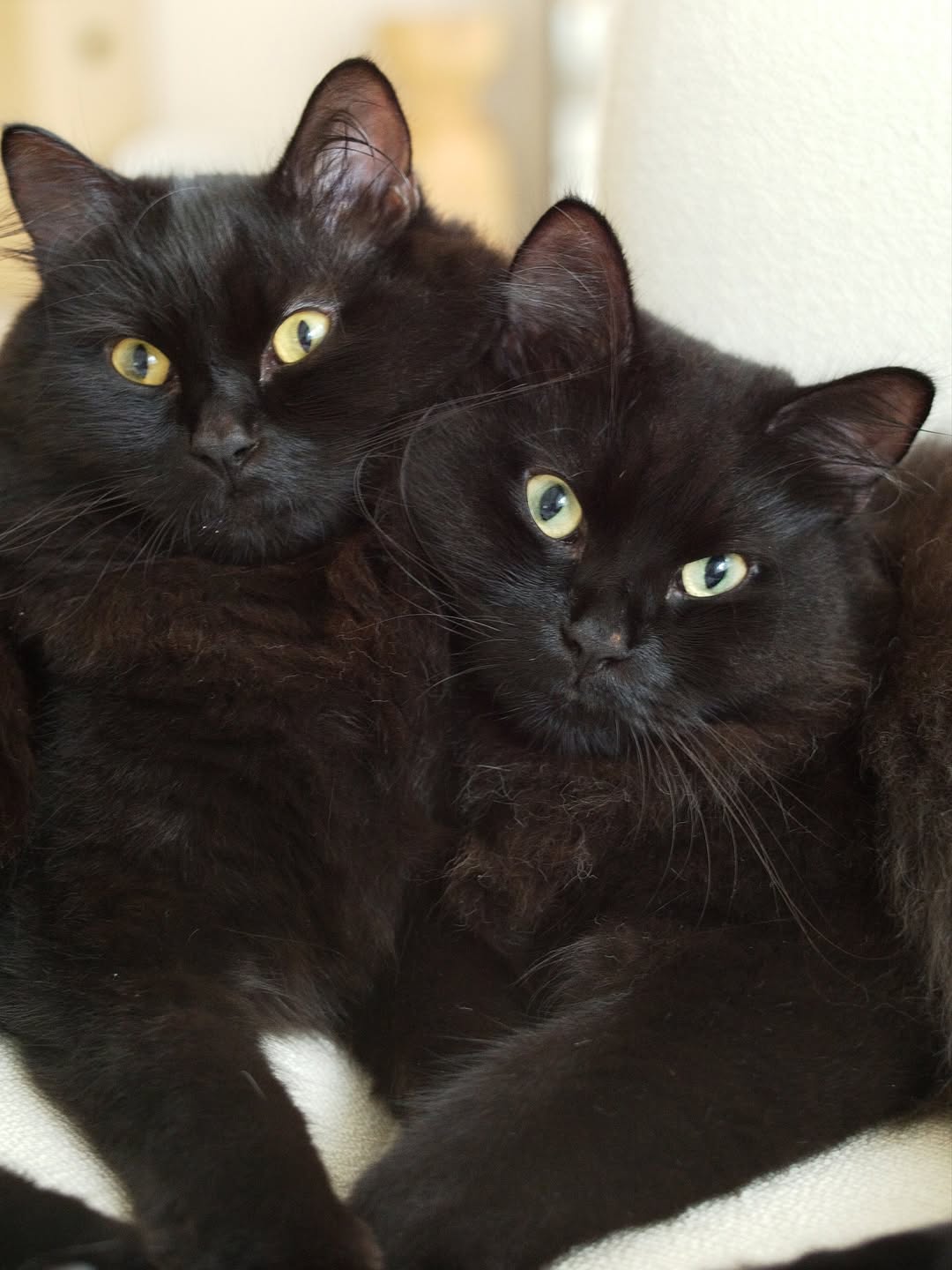 矢野未希子、愛猫の仲良しツーショットが可愛すぎると話題