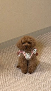 「我が家の天使」手越祐也、愛犬の写真でファンを癒やす