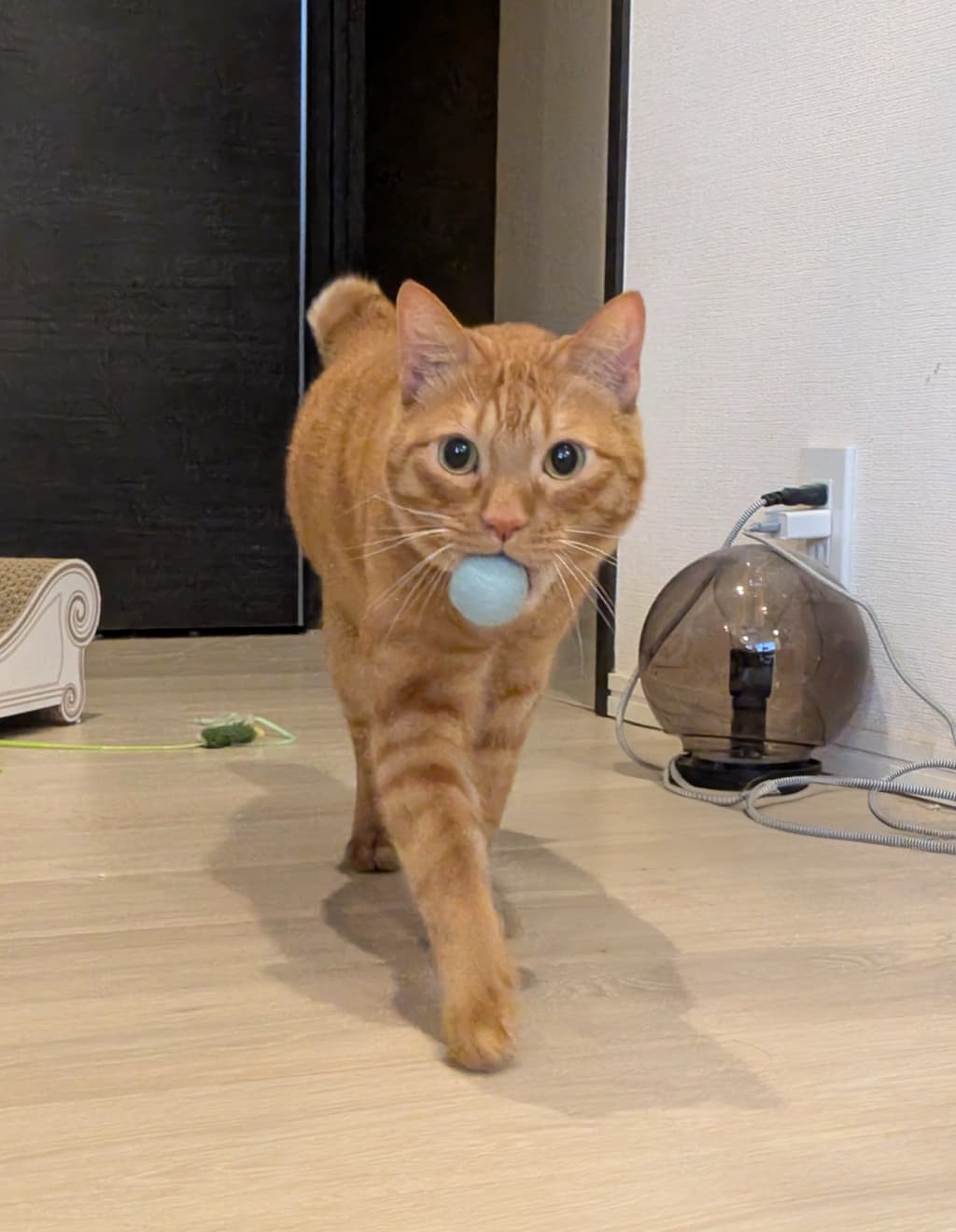 「本当に賢い」松丸亮吾の愛猫・リドくんの健気な姿が可愛すぎると話題に！