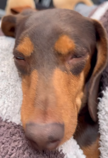 フジテレビアナウンサー梅津弥英子、愛猫との穏やかなひとときをシェア