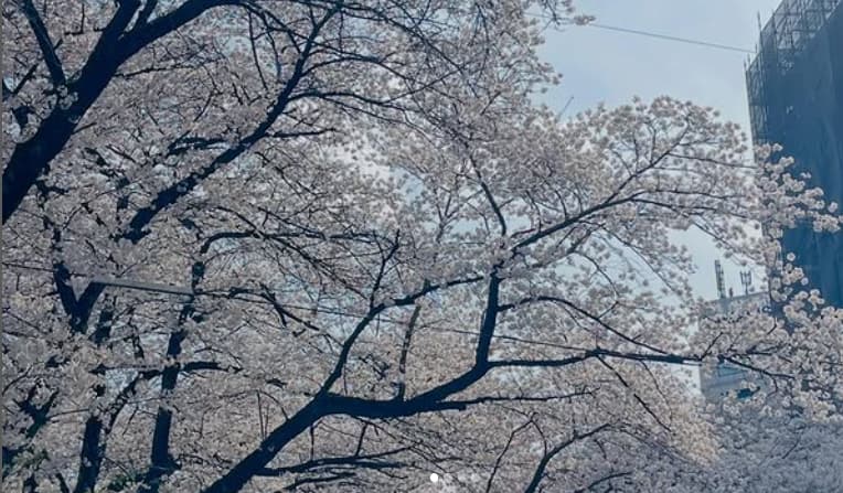 「これ以上働くの⁉」加藤夏希、決意がにじむ“春の節目ショット”が尊いと話題