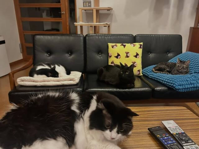 ミキ亜生、帰宅するも座る場所なし…猫様たちの完全支配！